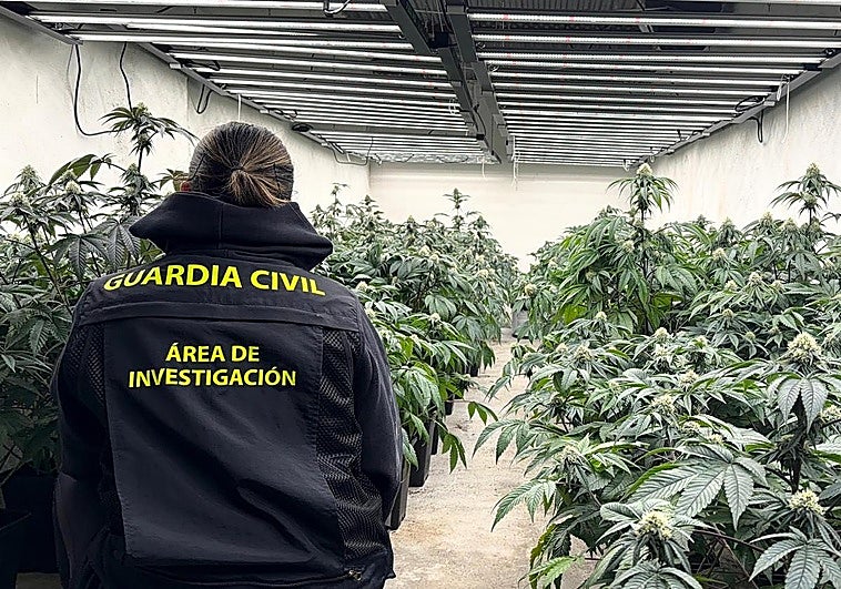 La Guardia Civil incauta más de 11.500 plantas de marihuana en un solo mes en Granada